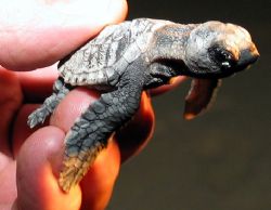Hawksbiil hatchling moments after emerging from the sand ... by Warren Richards 